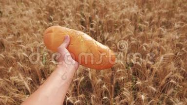 农夫持面包第一人称观。 人在麦田里拿着一条面包。 生活方式慢动作视频。 成功成功成功